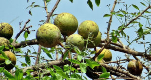 Bael Fruit