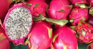 Dragon fruit