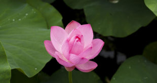 Health benefits of Lotus | Lotus side effects and nutrients facts
