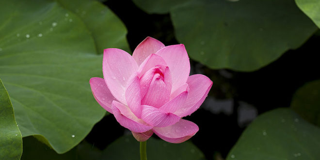 Health benefits of Lotus | Lotus side effects and nutrients facts