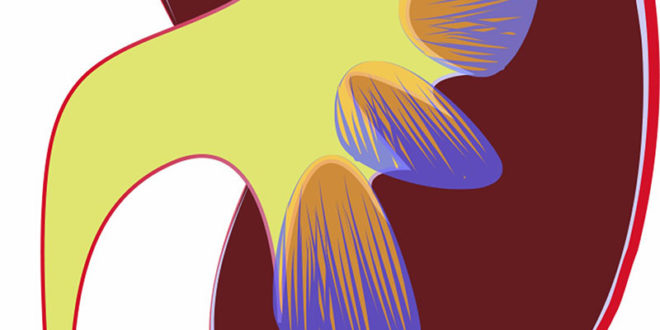 10 ways to get a healthy Kidney