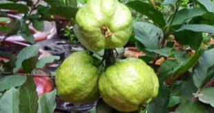 Guava