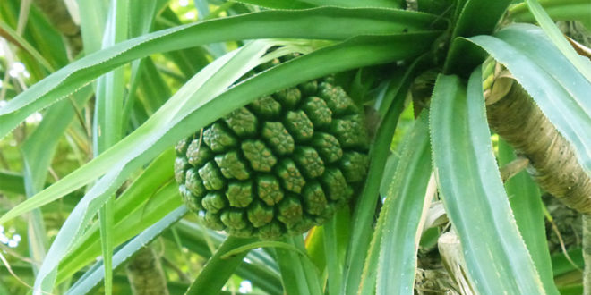 Hala Fruit | Health Benefits of Hala Fruit | Pandanus Tectorius