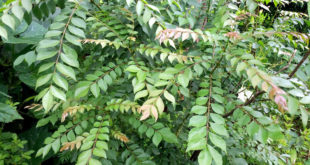 Curry Leaves