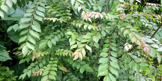 Curry Leaves