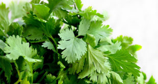 Coriander | Health Benefit of Coriander