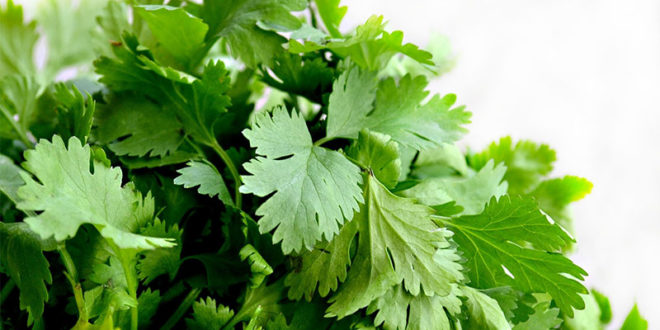 Coriander | Health Benefit of Coriander