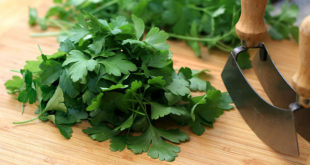 Parsley | Health benefits and Side effect of parsley