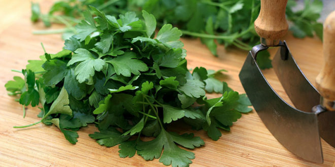 Parsley | Health benefits and Side effect of parsley