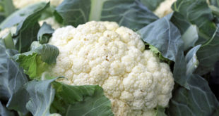 7 Health Benefits of Cauliflower | Gardeninfograph