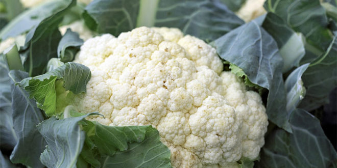 7 Health Benefits of Cauliflower | Gardeninfograph