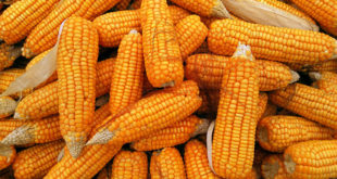 Health benefits of Corn (Maize) | Maize nutrients
