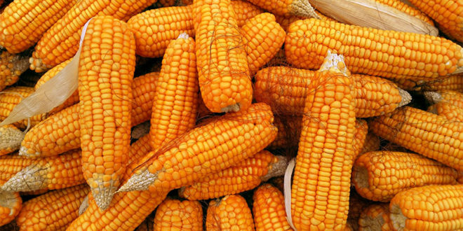 Health benefits of Corn (Maize) | Maize nutrients