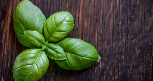 4 Health Benefits of Basil | Ayurveda