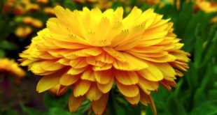 Benefits of Calendula | Calndula nutrients and side effects