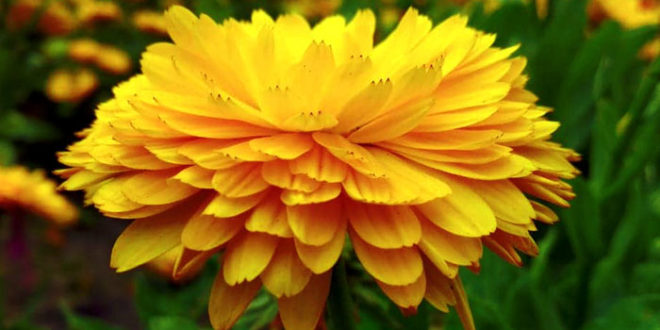 Benefits of Calendula | Calndula nutrients and side effects