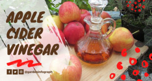 apple cider vinegar