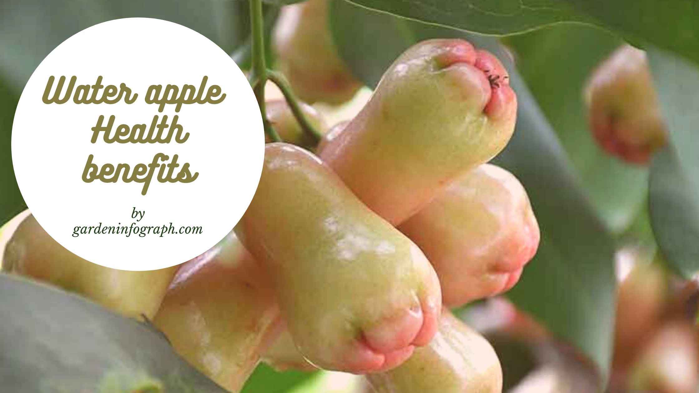 water apple benefits